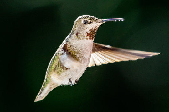 hummingbird hovering mid air, Canada