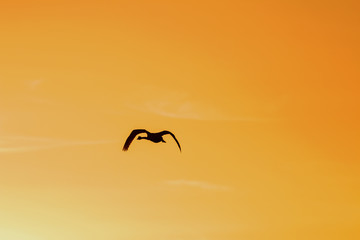 silhouette of swan in the sky