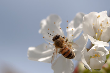 Honey Bee pollinating a white cherry flower on natural background