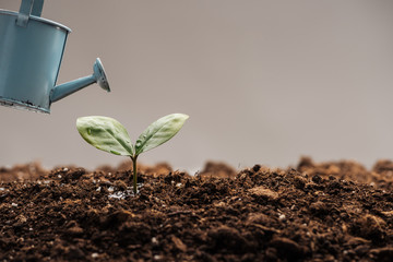toy watering can near small green plant isolated on grey © LIGHTFIELD STUDIOS