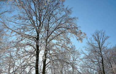 zima w swej pełnej krasie 
