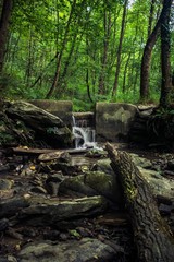 rió por dentro en un frondoso bosque con un tronco en primer plano