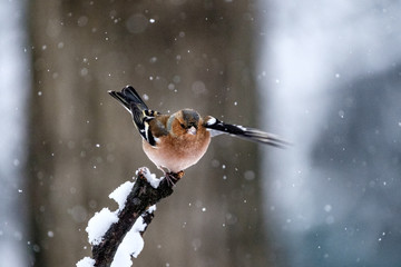 Fringuello sotto la neve