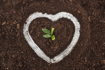 top view of small plant with green leaves inside of heart shape drawing, protecting nature concept