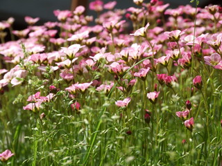 Obraz premium Bright pink summer flowers on long stems among sunny green grass