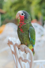 Parrot