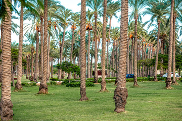 magnificent landscape design in Montesa National Park in Alexandria