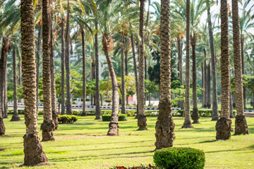 magnificent landscape design in Montesa National Park in Alexandria
