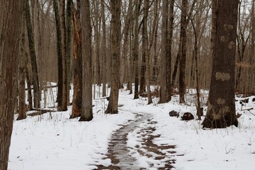 The slippery snowy trail though the tall trees in the forest.