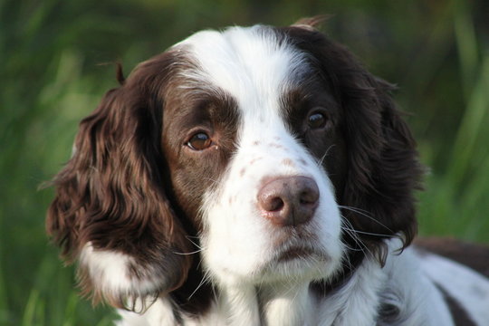 english springer spaniel