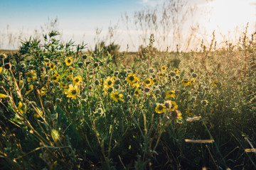 Sunflowers in a Texas Field - 247549008