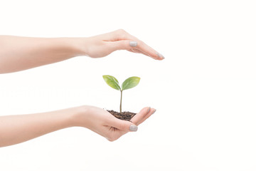 cropped view of female hands saving ground with green plant isolated on white