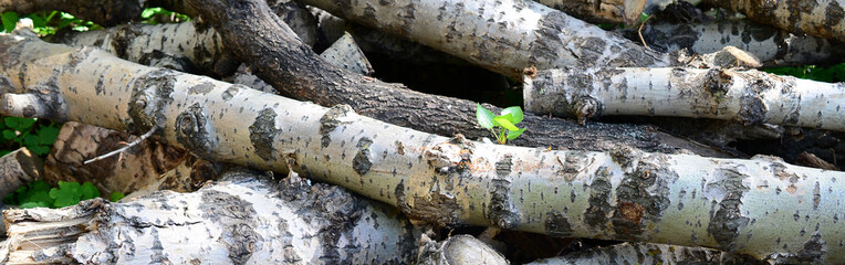 Closeup of firewood from old poplar with rough white bark