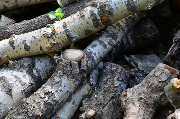 Closeup of firewood from old poplar with rough white bark