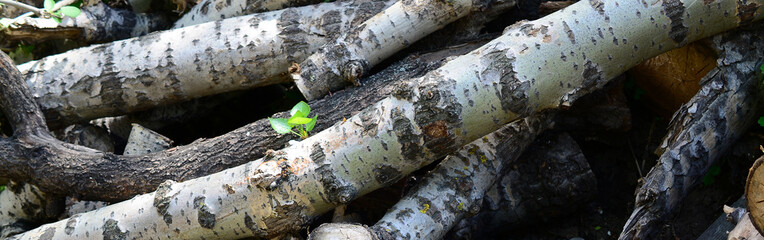 Closeup of firewood from old poplar with rough white bark