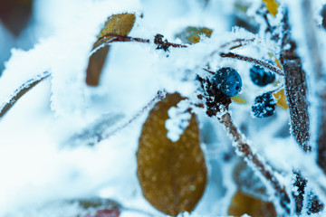 barberry close up branches in the snow