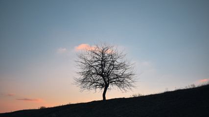 tree in the sunset
