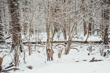 Ein Wildschwein im Wald - Winter 
