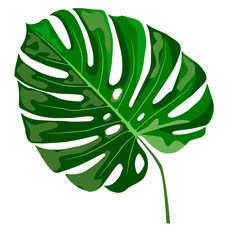 green monstera leaf isolated on white background