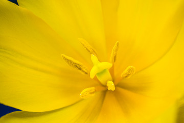 Obraz premium macro yellow tulip
