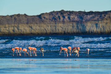 Flamingos,Peninsula Valdes, Patagonia, Argentina