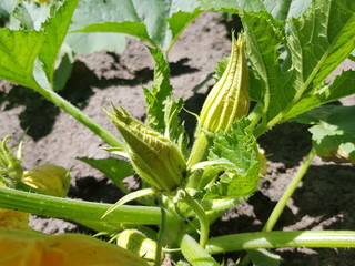 Pumpkin shoots in the garden