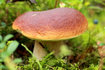 mushroom in forest