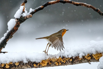 Pettirosso sotto la neve
