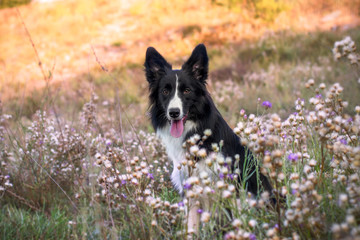 border collie