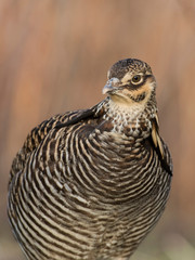 A greater Prairie Chicken on a spring day