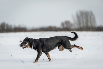 Beauceron dog play in the snow a winters day