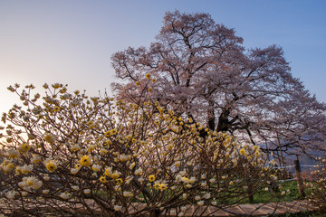 Fototapeta premium 醍醐桜