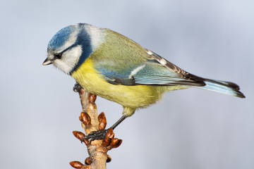 Blue tit (Parus caeruleus) on a  branch cherries. East Moravia. Czech Republic. Europe.