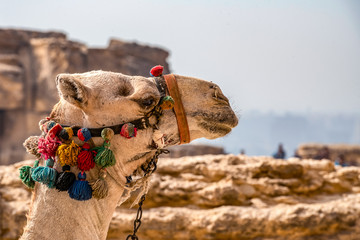 .the camel's head is decorated with colored decorations close-up