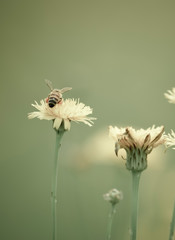 Bee on wild flowers