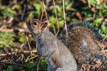 Naklejka premium Squirrel in the forest