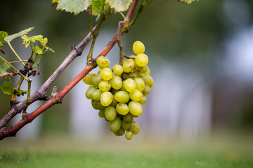 Close-up of vine branch with green leaves and isolated golden yellow ripe grape cluster lit by...
