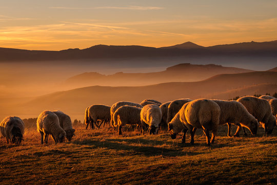 herd of sheeps at sunset
