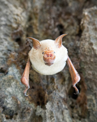 vampire bat are sleeping in the cave hanging on the ceiling period