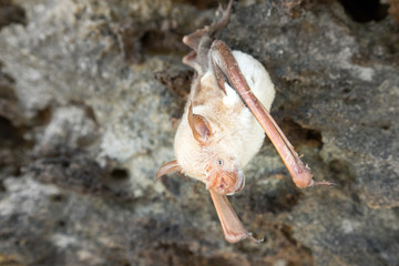 vampire bat are sleeping in the cave hanging on the ceiling period