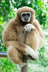 gibbon close- up face in zoo