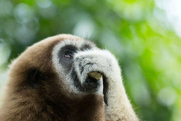 gibbon close- up face in zoo