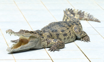 Close up of an Alligator