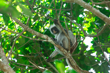 Red colobus Piliocolobus kirki monkey on the deposed wood , Jozani forest, Zanzibar, Tanzania