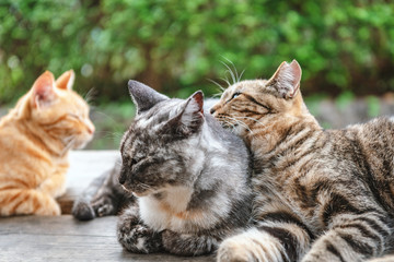 尾道 猫の細道