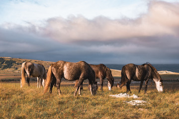 wild horses freely live on the mountain