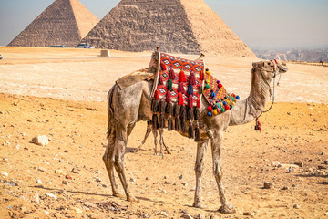 11/18/2018 Cairo, Egypt, tourist camels standing against the background of ancient pyramids on a...