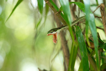 Rough Green Snake on Green Background - Изображение