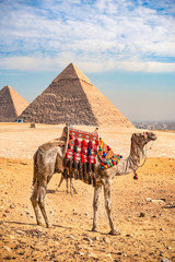 11/18/2018 Cairo, Egypt, tourist camels standing against the background of ancient pyramids on a...
