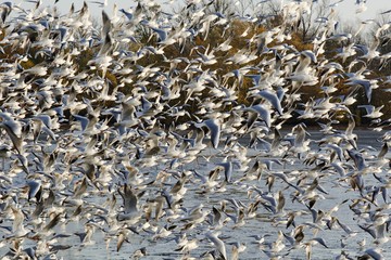 Gulls above the pond during fishing. North East Moravia. Czech Republic. Europe.